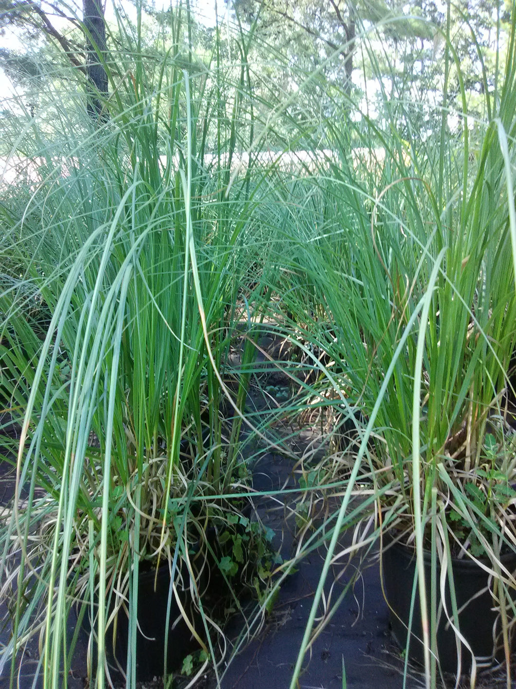 Dwarf Pampas Grass