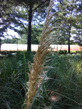 Dwarf Pampas Grass