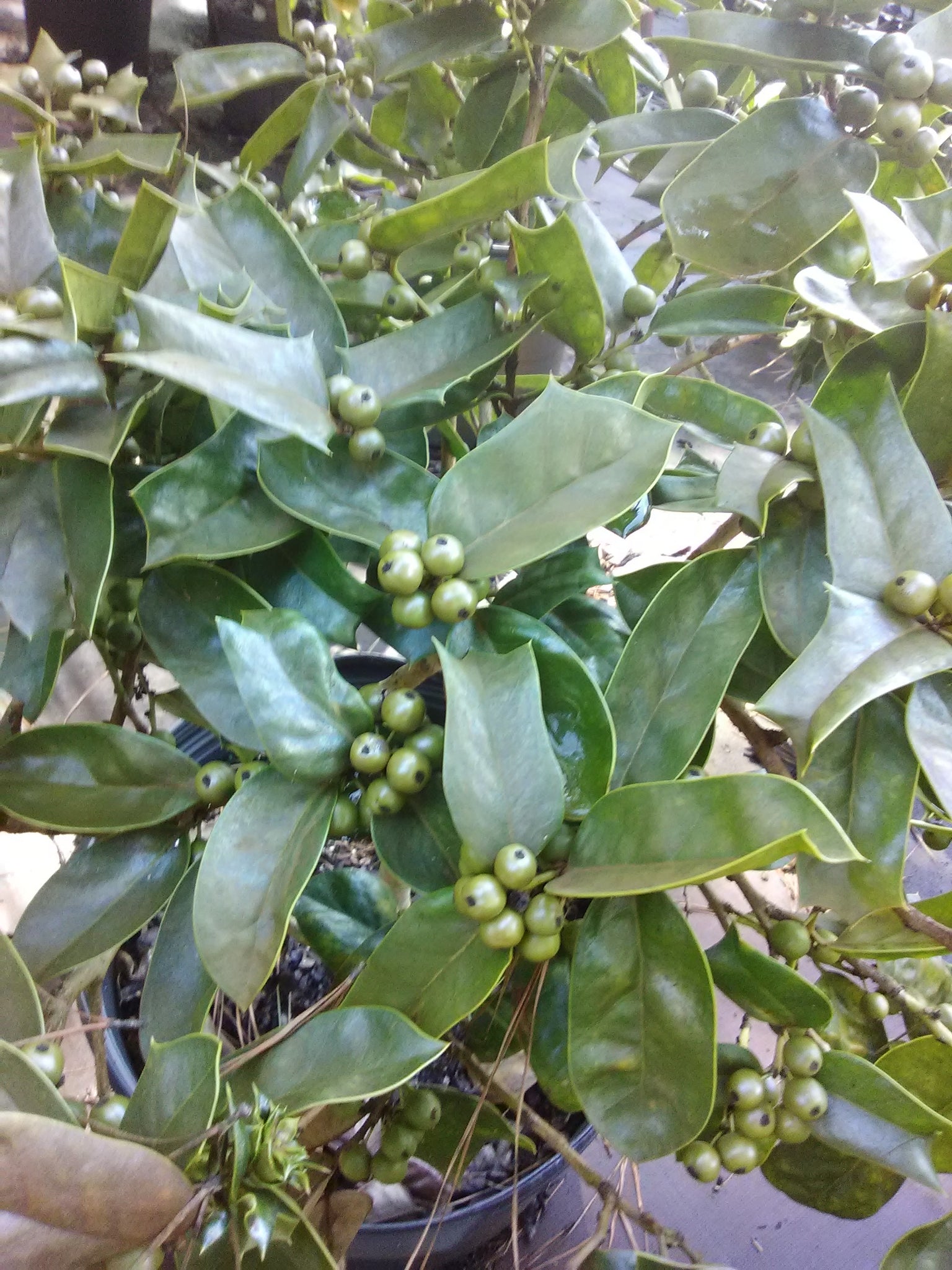 Berries Jubilee Holly Toms Creek Farm & Nursery