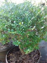 Beehive Japanese Holly