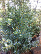 Jersey Pinnacle Japanese Holly