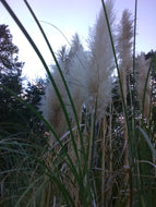 Pampas grass