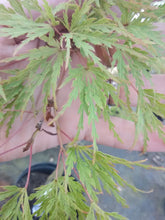 Seiryu Cutleaf Japanese Maple