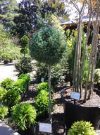 Carolina Sapphire Cypress Topiary