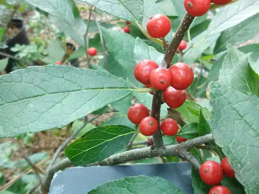 Berry Poppins Winterberry Holly