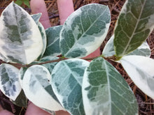 Confederate 'Star' Variegated Jasmine