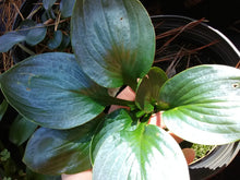 Lakeside Lollipop Hosta