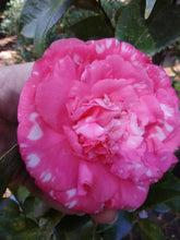 Daikagura Camellia