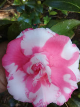 Daikagura Camellia