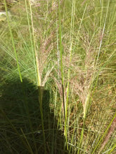 Pink Muhly Grass