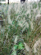 Little Bunny (dwarf) Fountain Grass