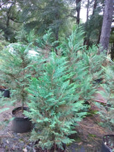 Leyland Cypress