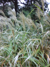 Cosmopolitan Silver Grass