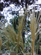 Cosmopolitan Silver Grass