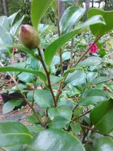 Bonanza Camellia