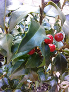Dragon Lady (blue) Holly