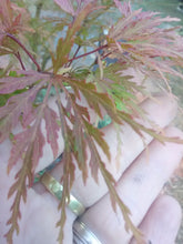 Seiryu Cutleaf Japanese Maple