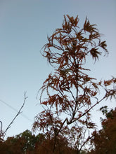 Seiryu Cutleaf Japanese Maple