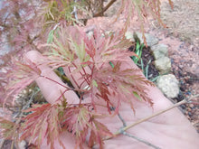 Seiryu Cutleaf Japanese Maple