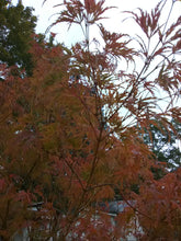 Seiryu Cutleaf Japanese Maple