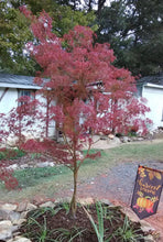 Seiryu Cutleaf Japanese Maple