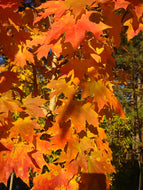Sugar Maple
