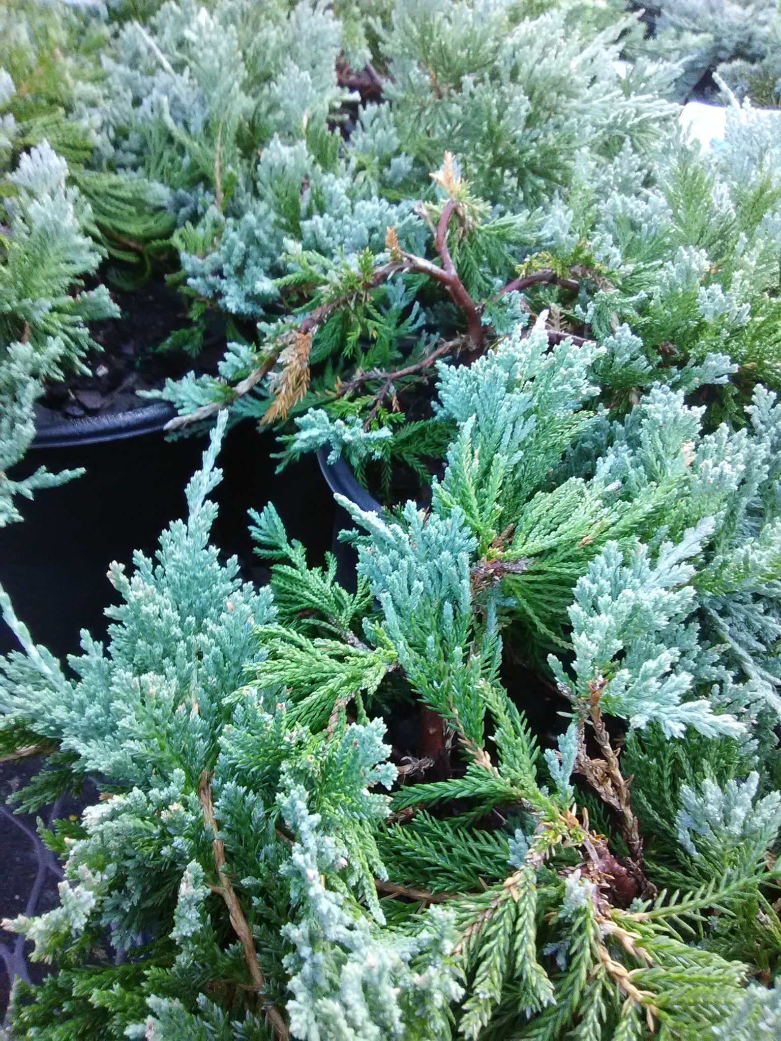 Blue Rug Juniper Toms Creek Farm & Nursery