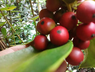 Berries Jubilee Holly