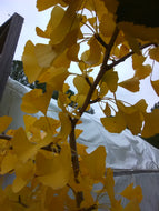 Ginkgo, Autumn Gold