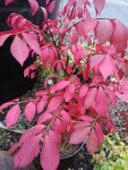 Dwarf Burning Bush ' Fire Ball ' Winged Euonymus