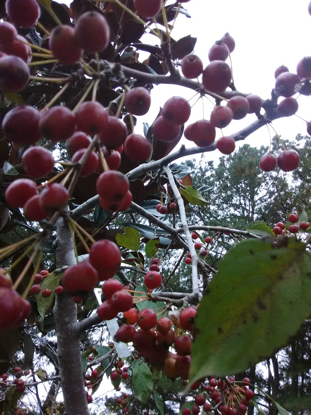 Weeping Candied Apple Crabapple