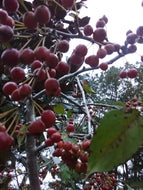 Weeping Candied Apple Crabapple