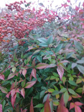 Heavenly Bamboo Nandina