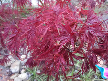 Seiryu Cutleaf Japanese Maple