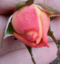 Amber Flower Carpet Rose