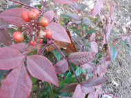 Harbour Dwarf Nandina