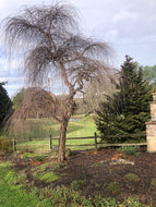 Weeping River Birch 'Summer Cascade'