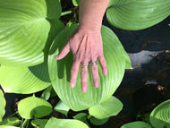 Sum and Substance Hosta