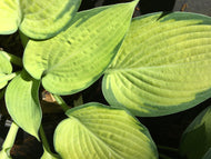 Paul's Glory Hosta