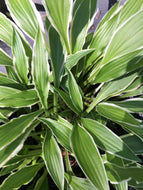 Stiletto Hosta