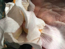 Peach German Iris