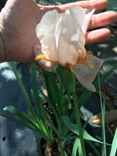 Peach German Iris