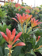 Mountain Snow Pieris