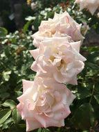 White Drift Rose
