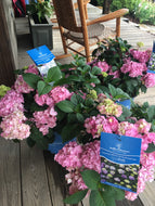 Endless Summer Hydrangea