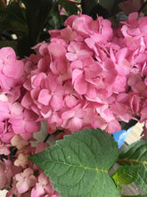 Endless Summer Hydrangea