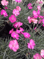 Firewitch Dianthus