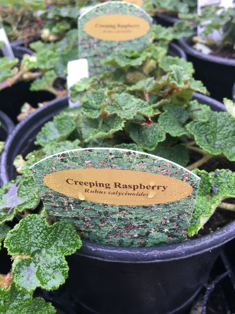 Creeping Bramble aka 'Creeping Raspberry' – Toms Creek Farm & Nursery