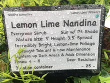 Lemon Lime Nandina