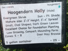 Hoogendorn Japanese Holly